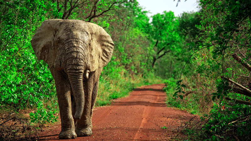 african elephant mole national park ghana - Immersion Journeys
