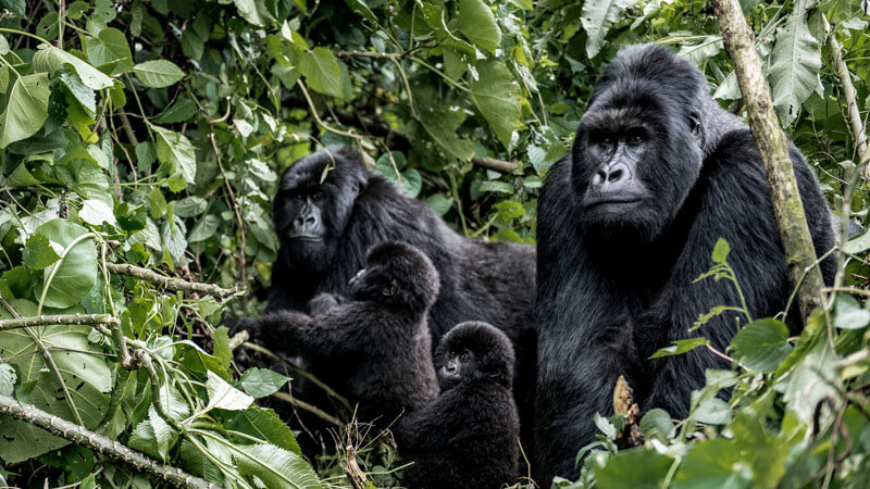 gorilla family mountanis virunga - Immersion Journeys