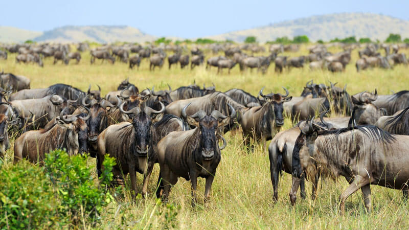 wildebeest savannah kenya - Immersion Journeys