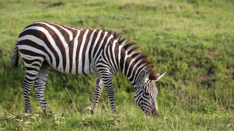 zebra green landscape kenya - Immersion Journeys