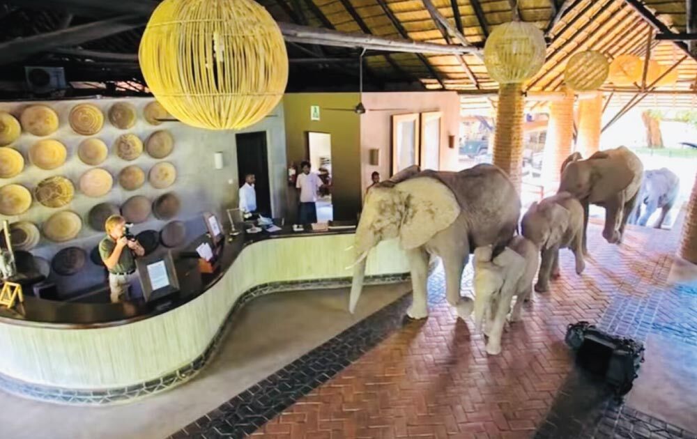 Elephants in the Lobby- Immersion Journeys