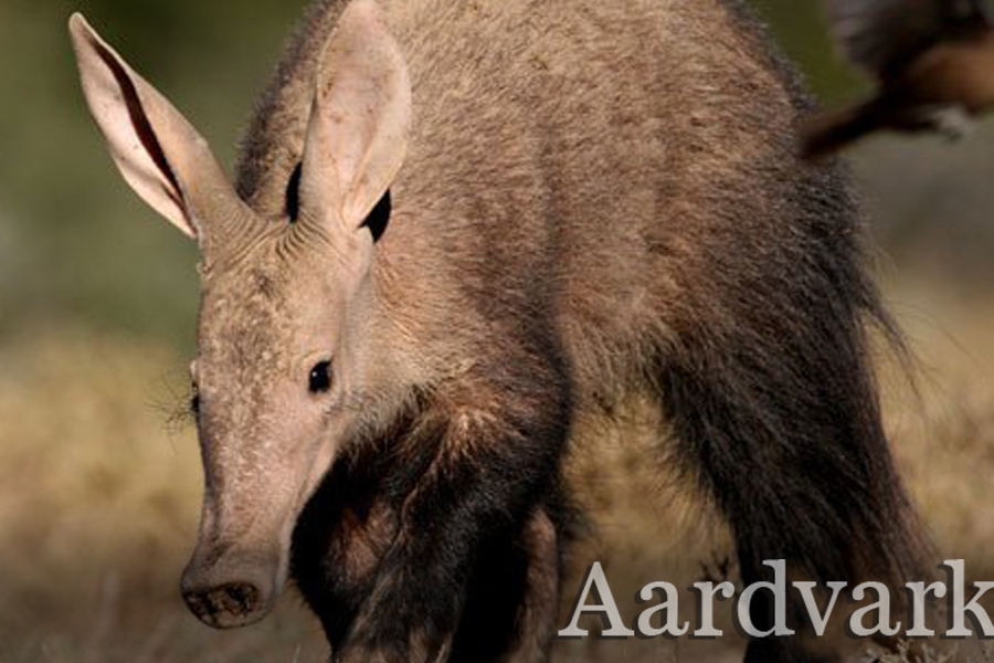 Aardvark- Rare 5 of Africa- Immersion Journeys