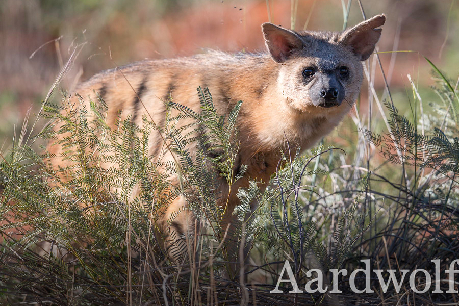 Aardwolf- Rare 5 of Africa-Immersion Journeys