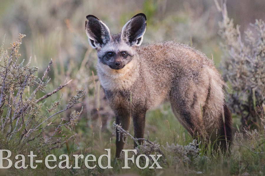 Bat eared fox- Rare 5 of Africa-Immersion Journeys