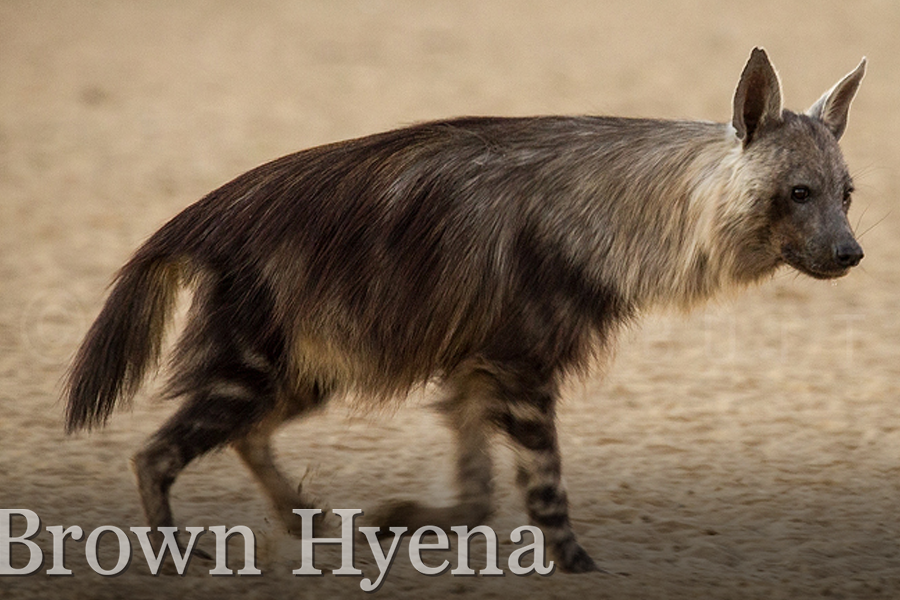 Brown hyena- Rare 5 of Africa - Immersion Journeys