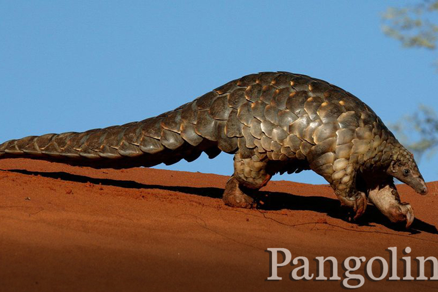 Pangolin- Rare 5 of Africa - Immersion Journeys