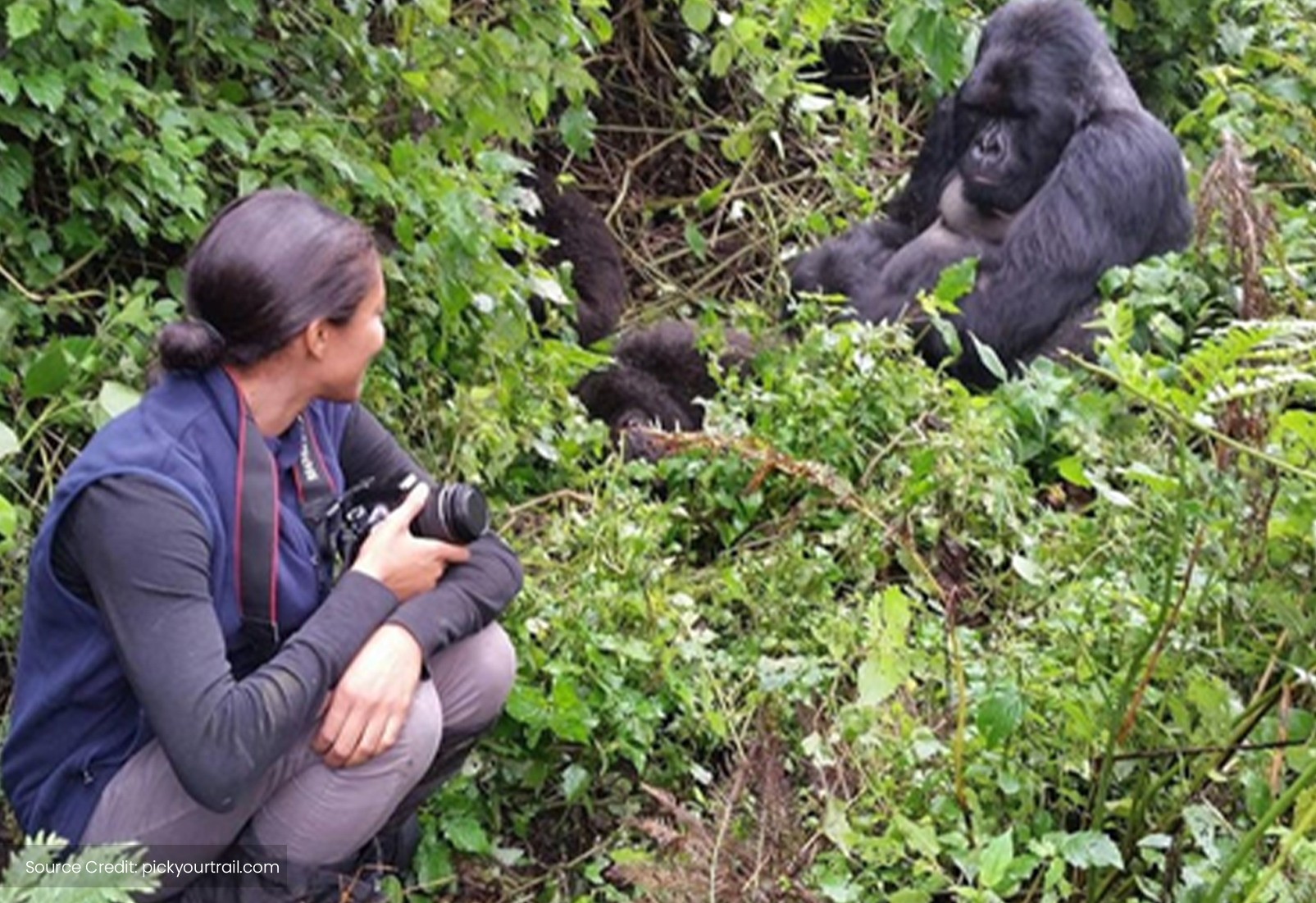 Uganda gorilla trekking at Bwindi Impenetrable National Park- Immersion Journeys