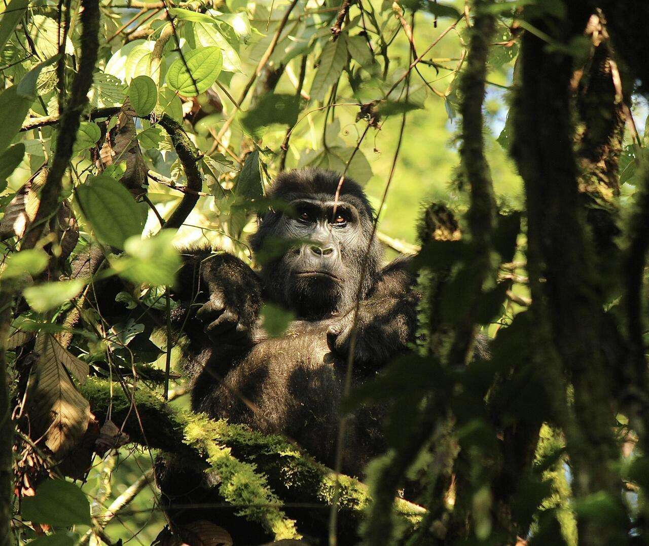 African Primate Safari: Gorillas, Chimpanzees & Golden Monkeys